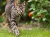 Freddy - Our new backyard neighbor