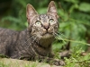 Freddy - Our new backyard neighbor